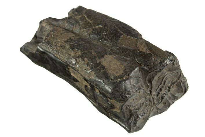 Pleistocene Aged Fossil Horse Tooth - South Carolina #332363